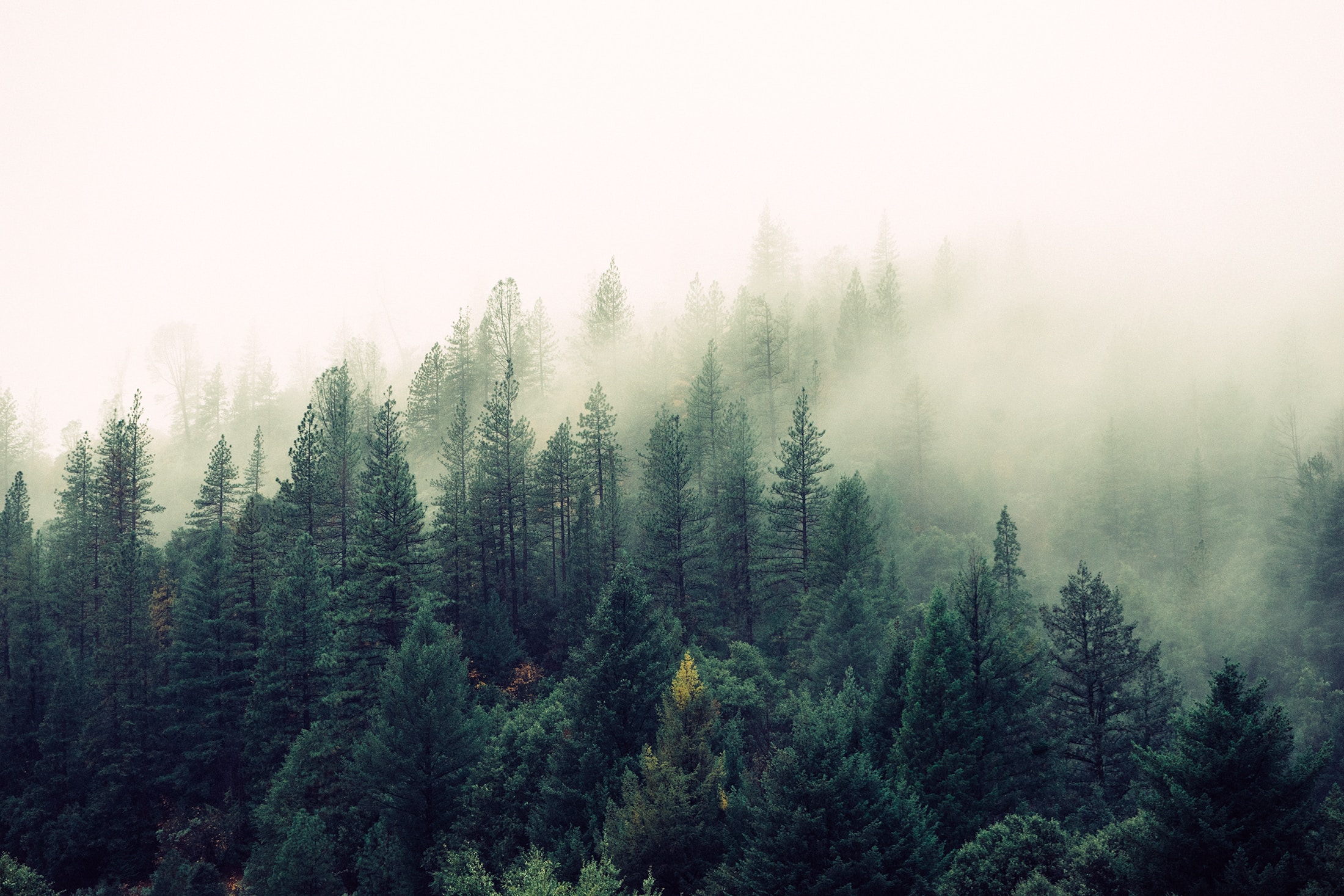 Morgennebel, der sich aus einem Wald erhebt